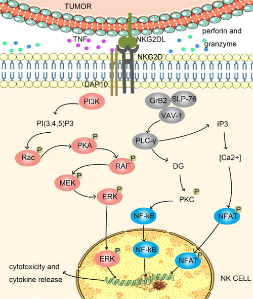 NK细胞激活总开关：NKG2D_南京南宫NG28生物